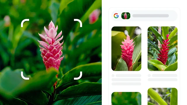 Napapaligiran ng mga bilog na puting sulok ng isang parisukat ang isang pulang matinik na halaman na natukoy bilang red ginger